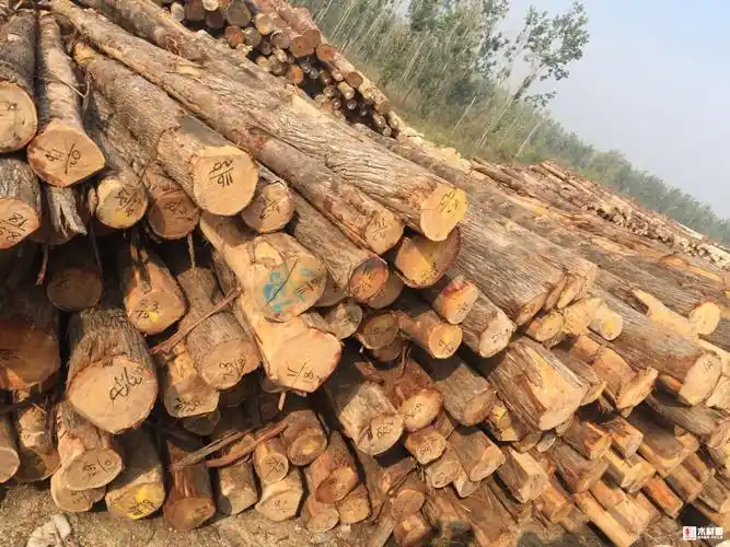 油柏!树种之王,锥度和密度都很棒! - 批木网