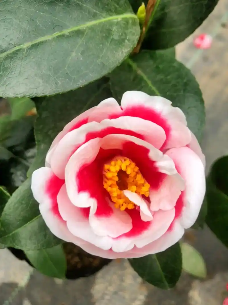 精品茶花 友之浦 - 抖音