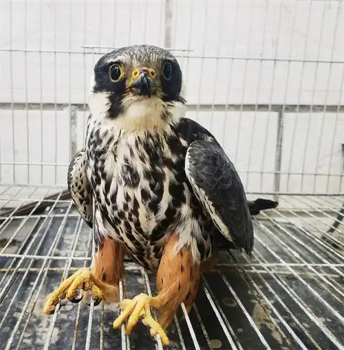 将该动物放入救助工具中,迅速送往陇东学院珍稀濒危野生动物救助保护