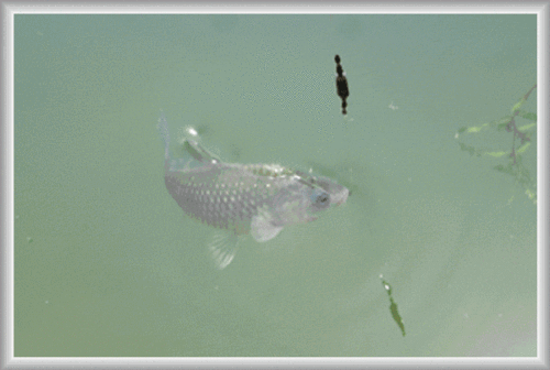 关于钓鱼的一些冷知识,大开眼界!