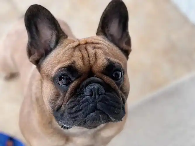 对于出去玩这件事,煤球球保持永远的热爱99#法斗  #法国斗牛犬  #萌