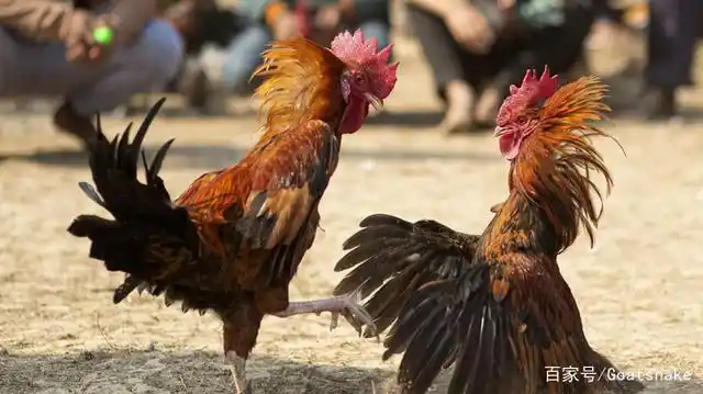 斗鸡在菲律宾仍然是一种受欢迎的火热运动
