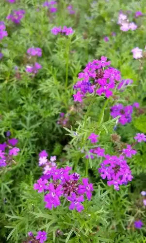 马鞭草科一年生草本植物--细叶美女樱|美女|马鞭草|植物_新浪新闻