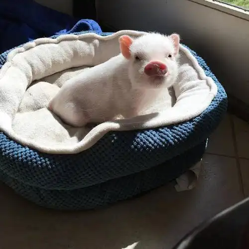 既然猪小时候这么可爱,那么为什么不能开发成宠物呢?