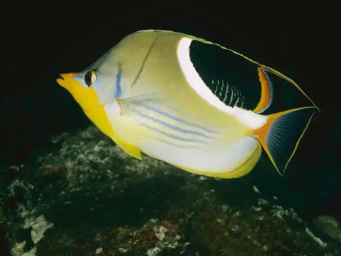 海中鸳鸯蝴蝶鱼