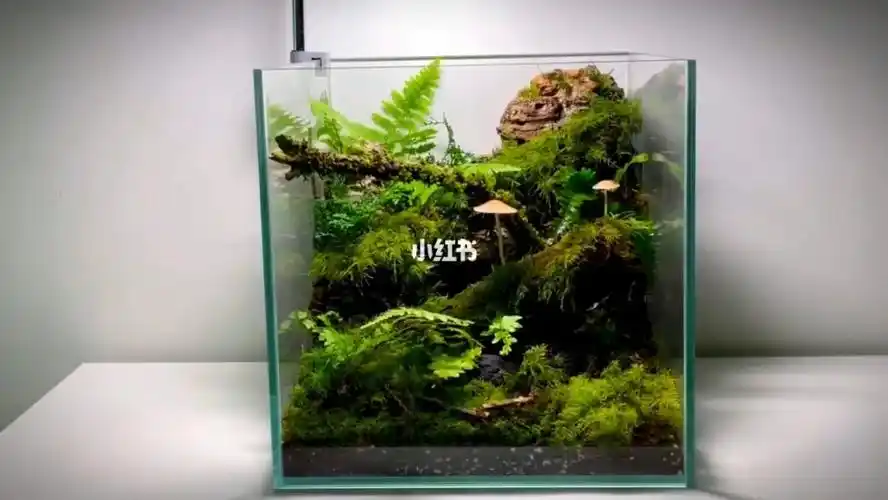 苔藓微景观  #生态缸  #微景观  #diy手工制作  #雨林缸造景