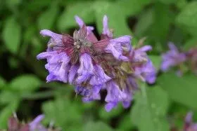 清新淡雅的蓝紫色鼠尾草图片25张