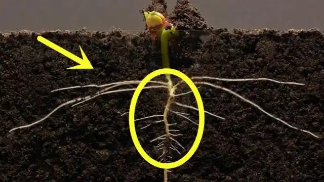 用时25天,记录一粒种子从生根发芽到成长的过程