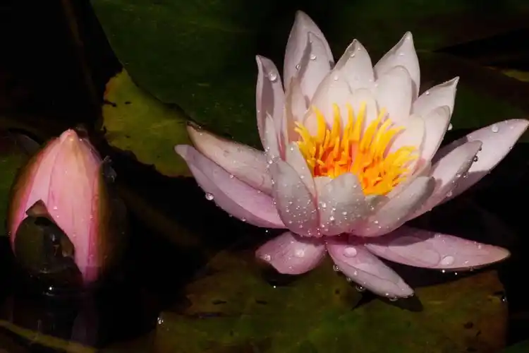 植物 花 睡莲荷花 水生, 睡莲, 露水, 雨滴, 莲花, 花, 开花, 植物
