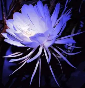 精美淡紫色昙花