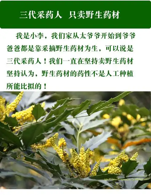 贵州深山十大功劳土 500g 黄莲刺黄连土黄柏中材 十大功劳土黄连【100