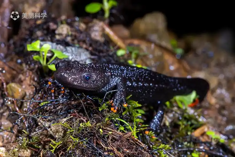 中国动物·两爬之美|红黑相间的奇妙生物-中国疣螈属