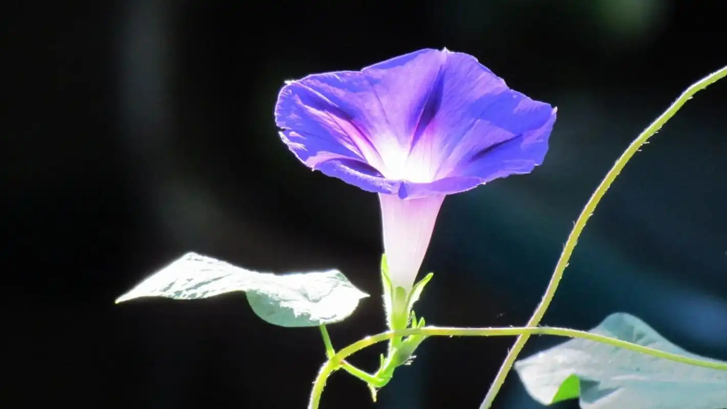 唯美高清牵牛花小清新桌面壁纸