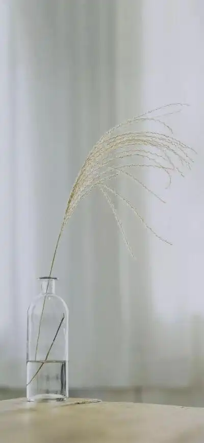 白色壁纸,希望大家能喜欢~我在这里声明一下,这些图片是我在微信公众