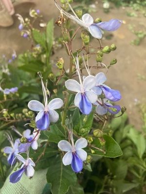 蓝蝴蝶花苗阳台盆栽花卉植物蝴蝶兰四季开花蓝色奇特花朵易养好活