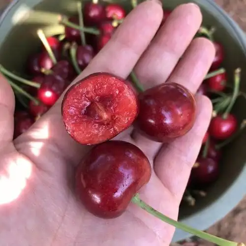 巴托大樱桃现在抓紧预订今年最后一批果了