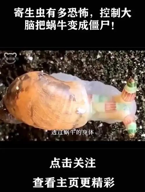 寄生虫有多恐怖,控制大脑把蜗牛变成僵尸!