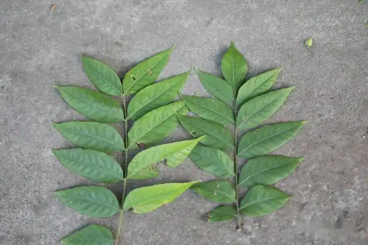 黄山栾树小苗黄山栾树小苗黄山栾树叶子是互生叶序,二回羽状复叶,奇数