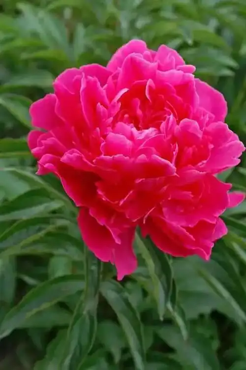 鲜艳无比粉红色芍药花