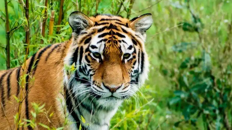 虎,捕食者,2022,动物,高清,照片图片,4k高清其它图片,娟娟壁纸