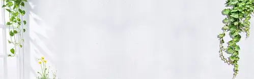 白色背景边界的绿萝绿叶年轻绿叶边框新鲜有机食品有机蔬菜番茄辣椒