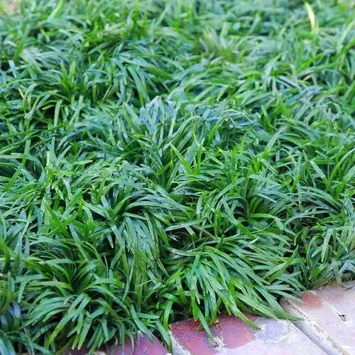 日本矮麦冬玉龙草金边麦冬兰花三七庭院别墅园林绿化矮麦冬玉龙草少土