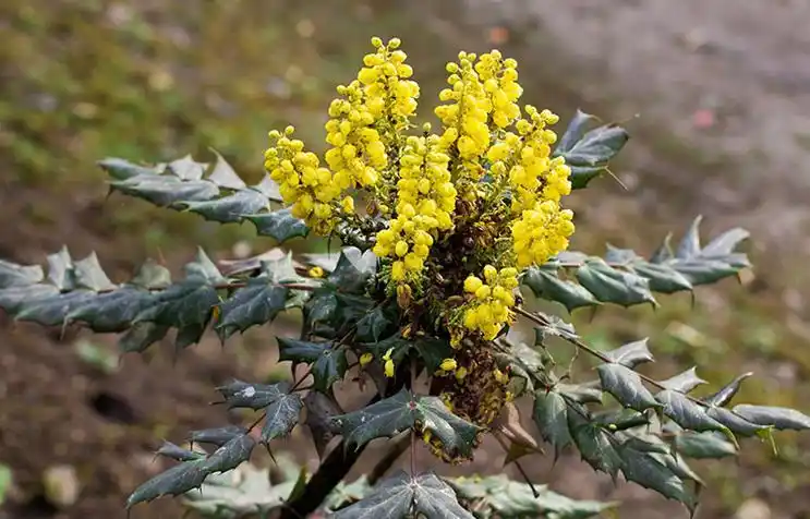 中药刺黄连可以研末调敷治疗烫伤!_中医中药大全