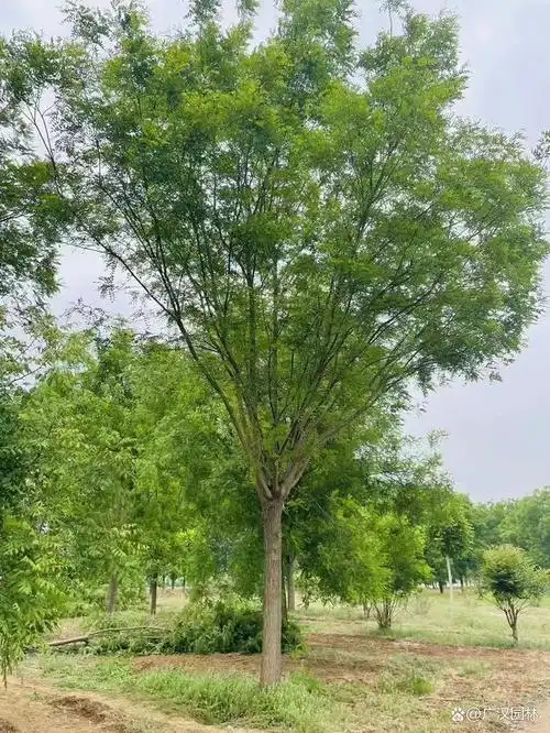 关于国槐树的简介