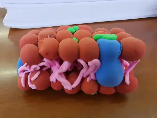 关山中学高一年级生物"真核细胞三维结构模型和生物膜的结构模型"展示