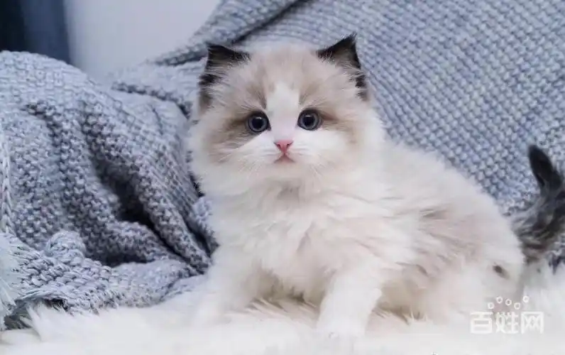 济南纯血统爆毛布偶 可看父母 精美品质你能看到 可 - 济南章丘猫猫