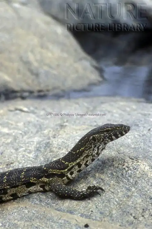 尼罗河巨蜥的介绍