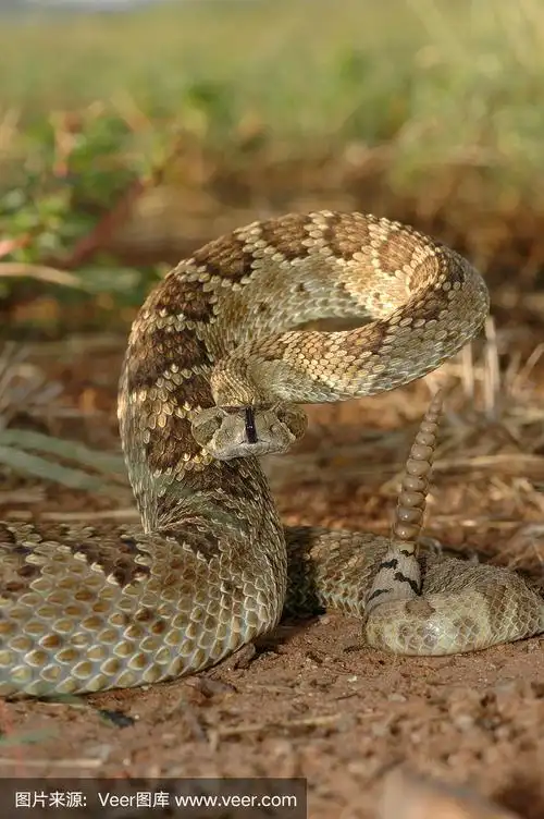 莫哈韦沙漠响尾蛇