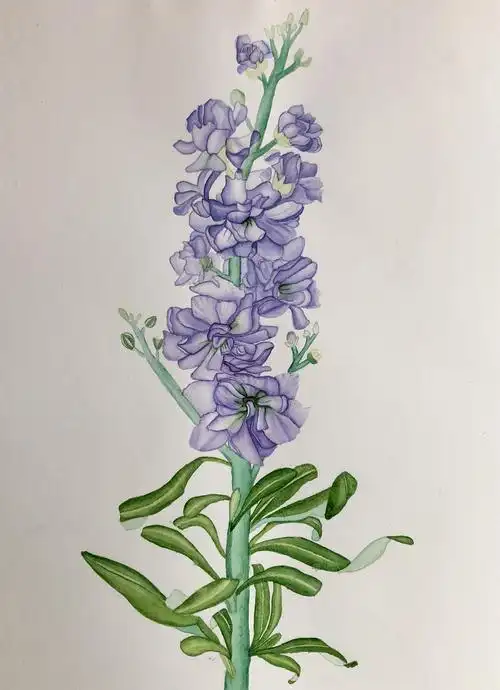 历时两个星期,画了一支紫罗兰,这大概是我画时间最长的了(毕竟我也没