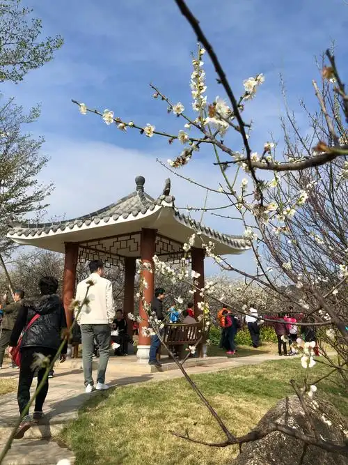 踏雪寻梅游萝岗香雪公园 - 美篇