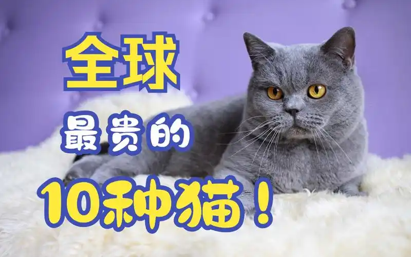 世界上最贵的10种猫,价格堪比一辆汽车!