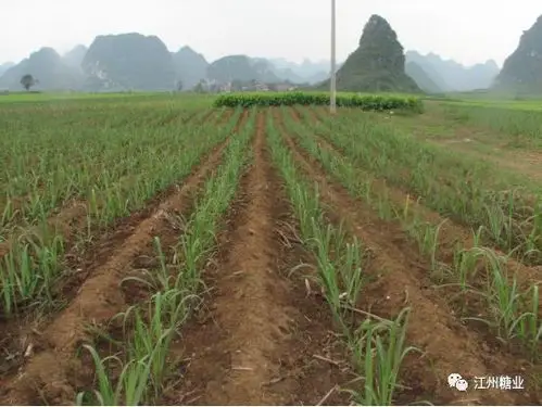 首页 糖业专题 科普知识四,蔗梢做种,进厂甘蔗扣杂少,根须修整干净,无