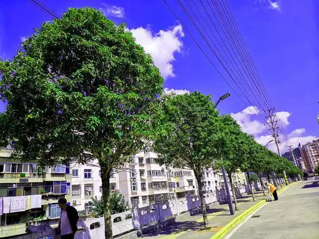 "家住在新天地小区的杨女士说,每到9月份,县城行道树桂花都开了,甜美