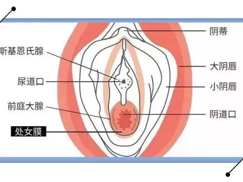 大阴唇,小阴唇,阴蒂,阴道口,尿道口等等,作为女性连部位名称尚且傻傻