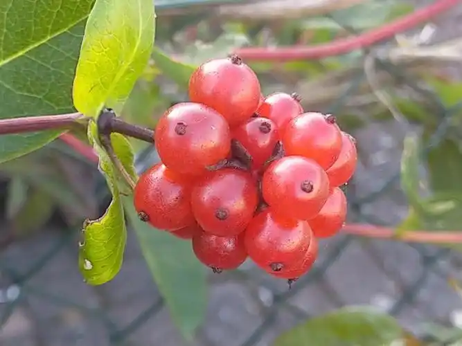 金银花果