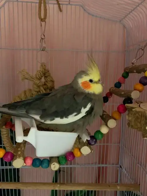 我家玄凤原始灰怎么可以这么肥嘟嘟?