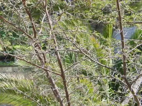 路途荆棘是什么意思 荆棘是什么?一般形容什么?