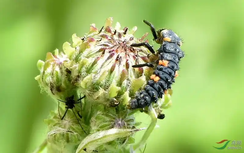 七星瓢虫的幼虫