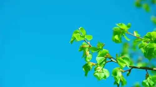 简约花卉高清桌面壁纸