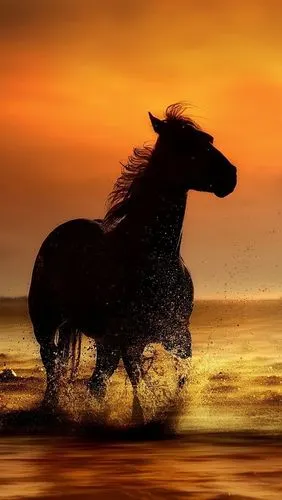 iphone 壁纸 在日落海岸的马