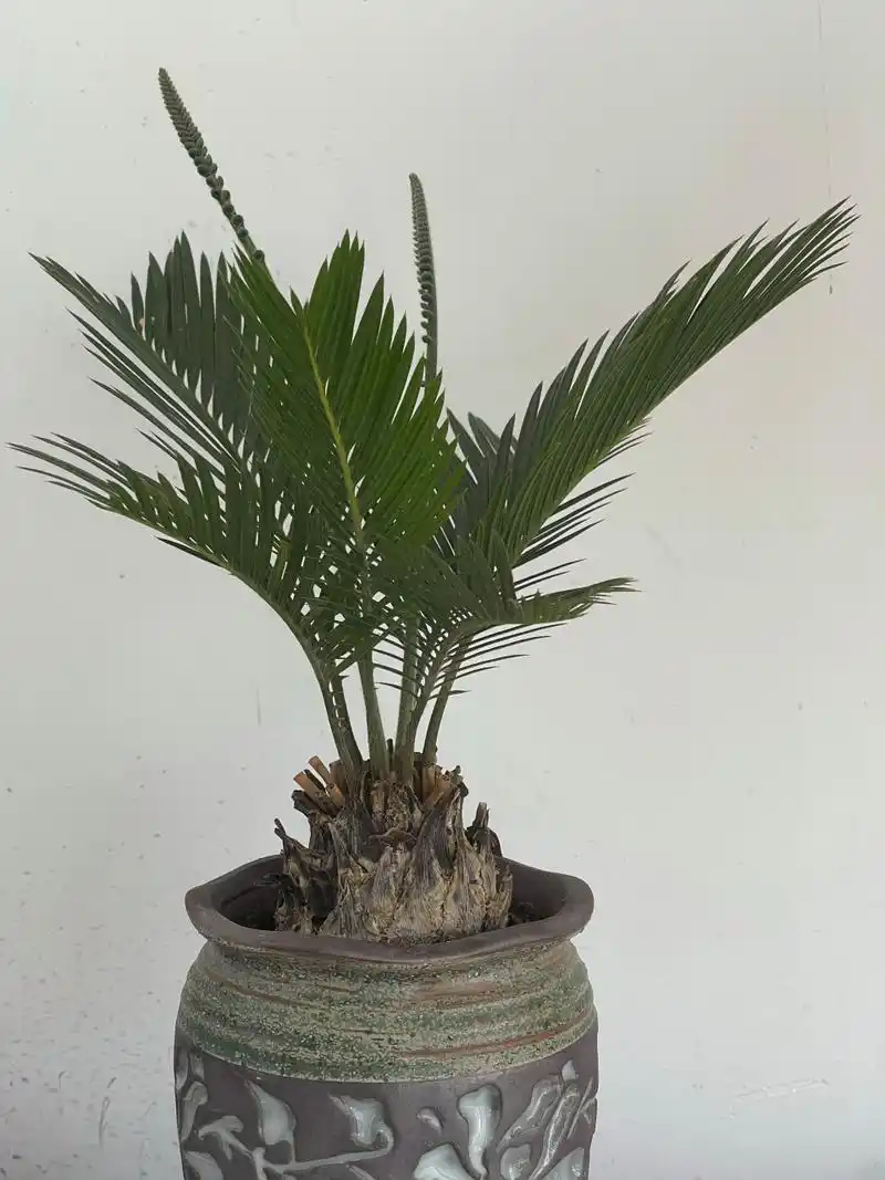 这株铁树是我最早买的盆景之一,当时觉的自己养不活,这是它三个月后的