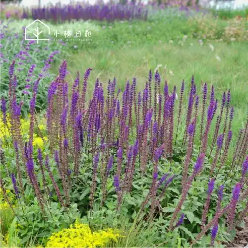 小椿日卡拉多纳鼠尾草花境绿植香草植物蓝紫色耐热绿植