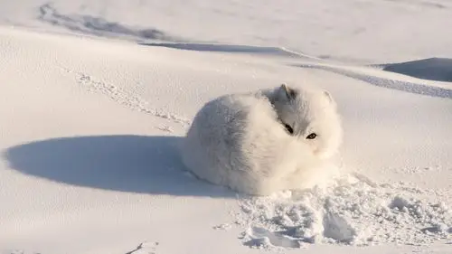 壁纸 白狐狸,雪,阴影 3840x2160 uhd 4k 高清壁纸, 图片, 照片
