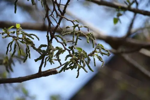 构树雄花--可以吃的花
