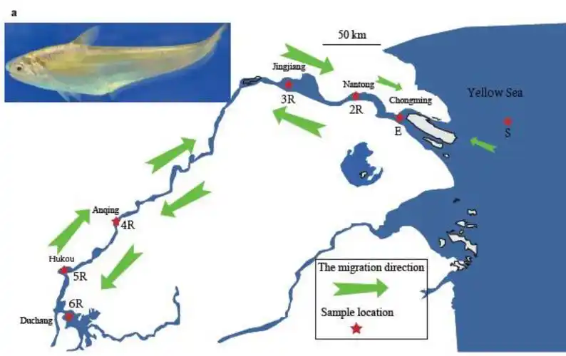 淡水中心刀鲚洄游适应性研究取得重要进展