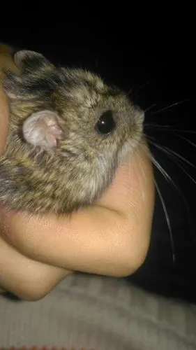 仓鼠一直流眼泪,眼眶还红红的是怎么回事?